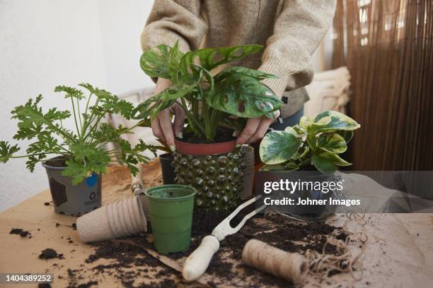 woman planting flowers - hands holding flower pot stock pictures, royalty-free photos & images