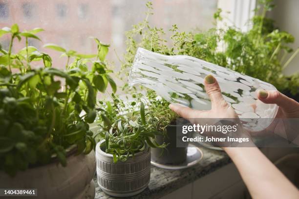 woman watering herbs - window sill stock pictures, royalty-free photos & images