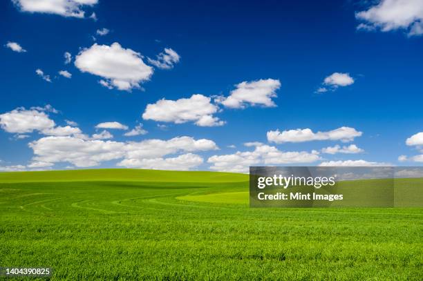 wheatfields, green crops growing in an undulating landscape - 草原 個照片及圖片檔