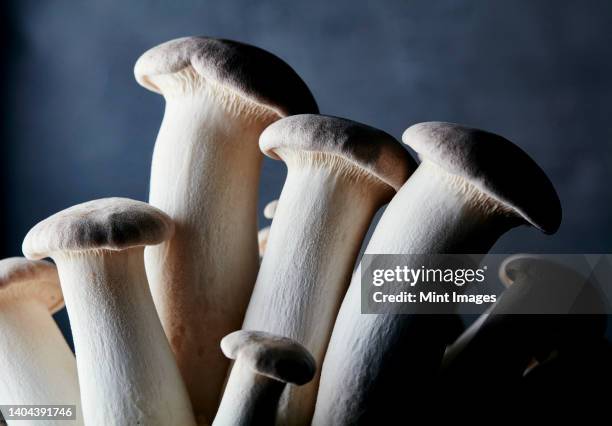 close up of farmed king oyster mushroom - kungsmussling bildbanksfoton och bilder