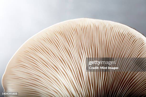 close up of gills of oyster mushroom (pleurotus ostreatus) - schwindling stock-fotos und bilder