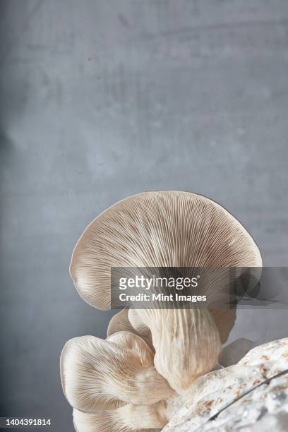close up of underside gills of farmed oyster mushroom - plant based diet stock pictures, royalty-free photos & images