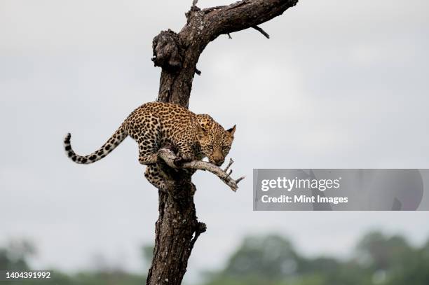a leopard cub, panthera pardus, balances in a dead tree - leopard cub stock pictures, royalty-free photos & images