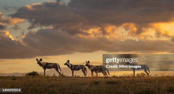 four wild dogs, lycaon pictus, in evening light standing alert in a line - african wild dog imagens e fotografias de stock