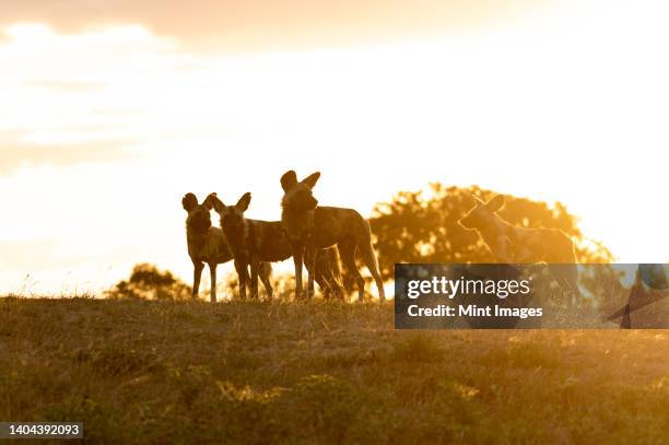 a pack of wild dogs, lycaon pictus, stand together during sunset - lycaon photos et images de collection