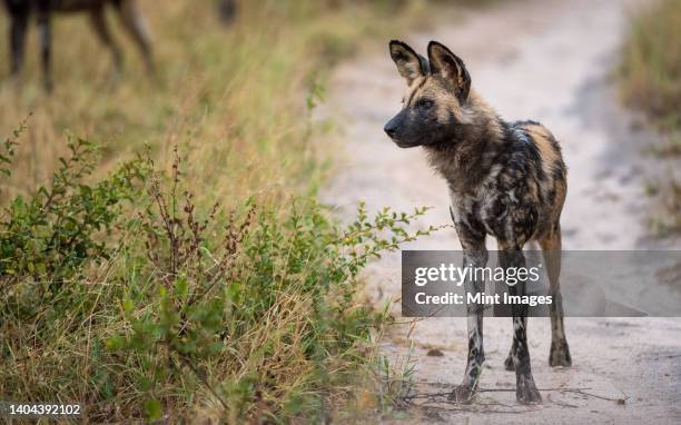 a wild dog, lycaon pictus, stands on a dirt track, looking out of frame - african wild dog stock pictures, royalty-free photos & images