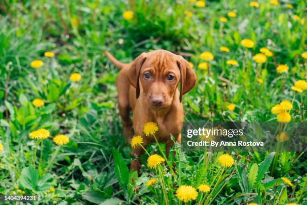 vizsla puppy sitting in sunlit grass - vizsla stockfoto's en -beelden