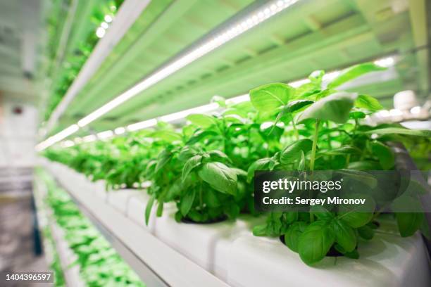 basil in vertical farm - hydroponic stock pictures, royalty-free photos & images