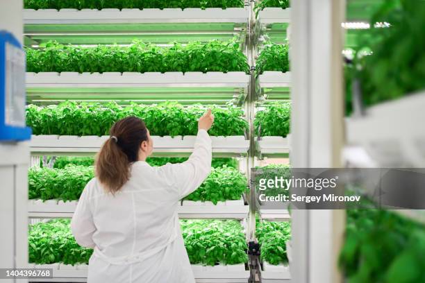 woman scientist checking basil seedings in vertical farm - hidropónica fotografías e imágenes de stock