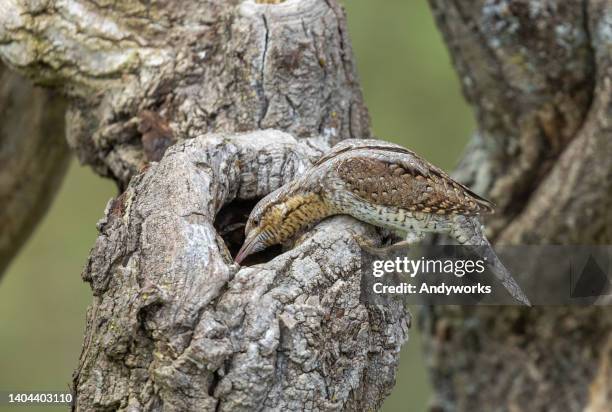 eurasian wryneck - aushöhlung stock-fotos und bilder