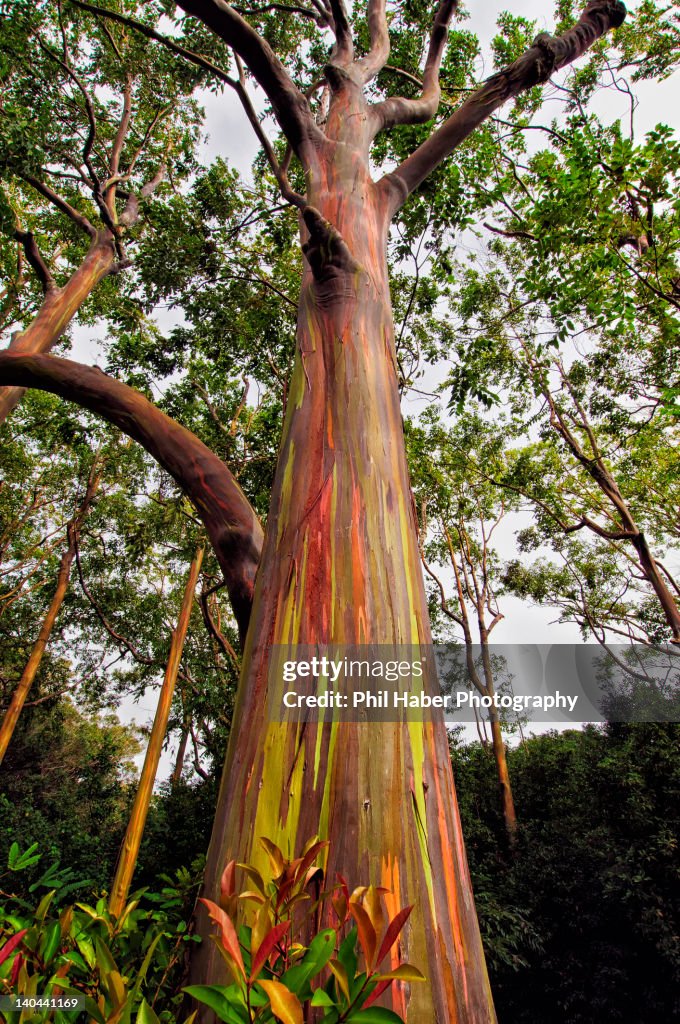 Rainbow eucalyptus tree