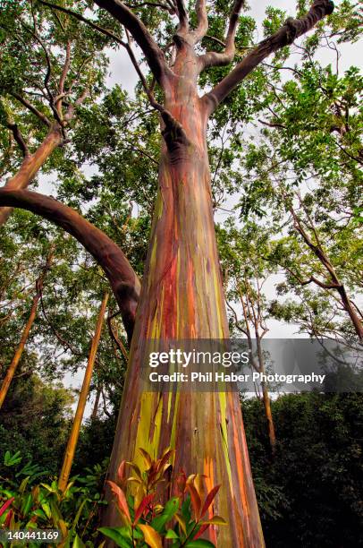 rainbow eucalyptus tree - rainbow eucalyptus stock pictures, royalty-free photos & images