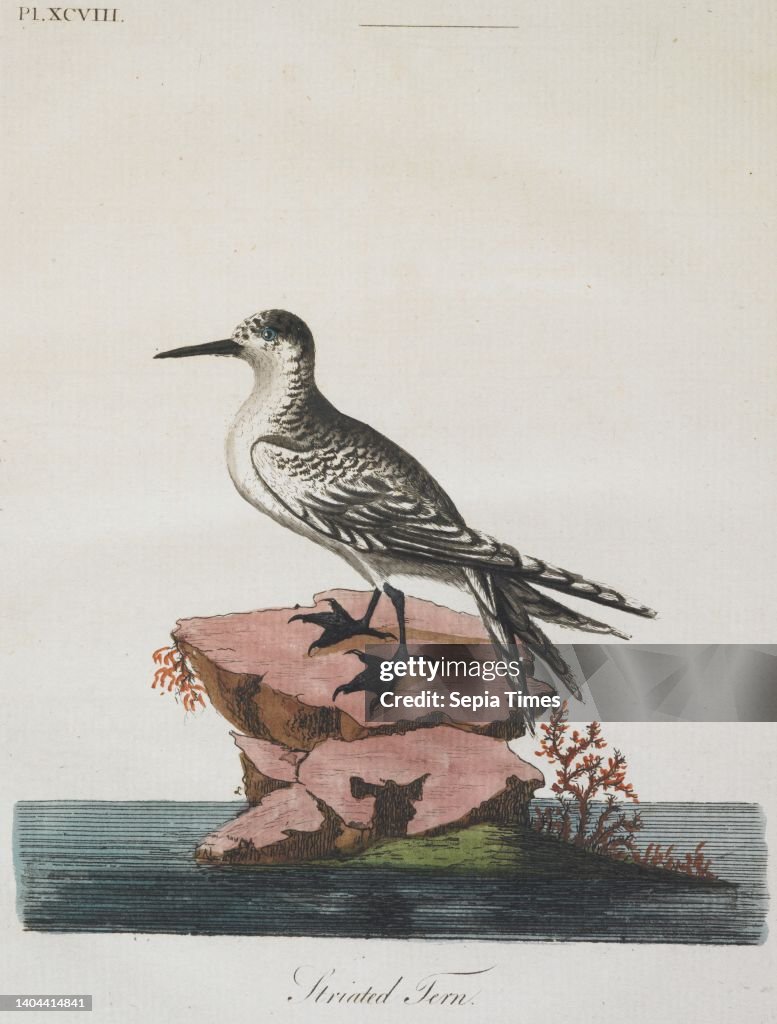 Striated (white-fronted) Tern. Plate XCVIII. From A General Synopsis of Birds