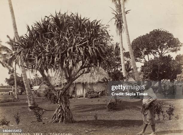 Tonga Tre Tongatabu Photos and Premium High Res Pictures - Getty Images