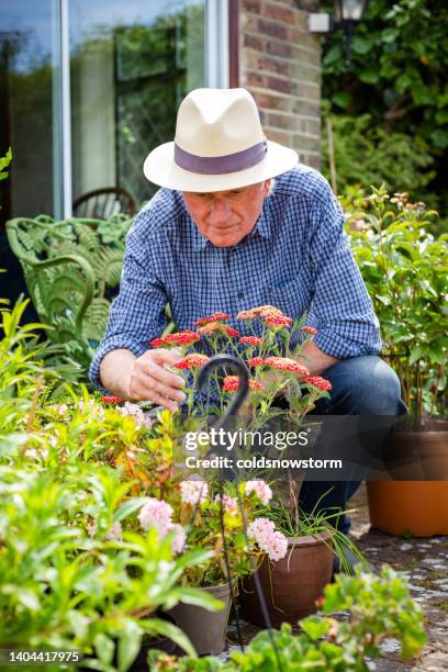 senior man working in the garden - examining lawn stock pictures, royalty-free photos & images