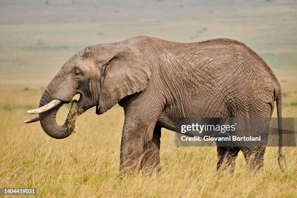 elephant is eating in the savannah - proboscis stock pictures, royalty-free photos & images