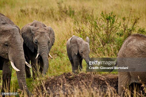 baby elephant protected by his mom - cubs stock pictures, royalty-free photos & images