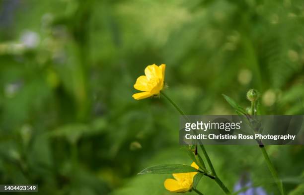 buttercup - buttercup stock pictures, royalty-free photos & images