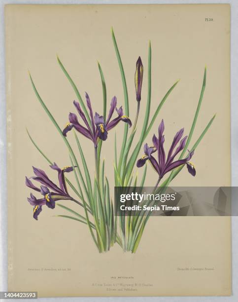 Iris Reticulata, from A. C. Van Eeden's 'Flora of Haarlem', Arentine H. Arendsen, Dutch, 1836 - 1915, A. C. Van Eeden & Co, Dutch, active 19th c., G....