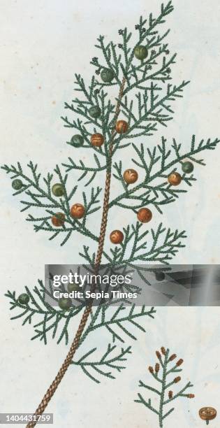 Juniperus Phoenicea = Genevrier de Phenicie. Phoenician juniper, still image, Prints, 1801 - 1819, Duhamel du Monceau, M, 1700-1782, Redoute, Pierre...