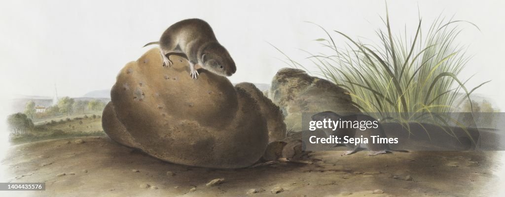 Arvocola pinetorum, Lecontes Pine Mouse