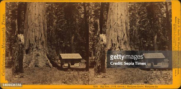 Big Tree Mariposa Grove, Mariposa Co, still image, Stereographs Soule, John P. .