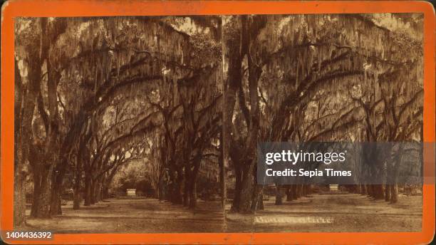 Bonaventure Cemetery, Savannah, still image, Stereographs, 1856