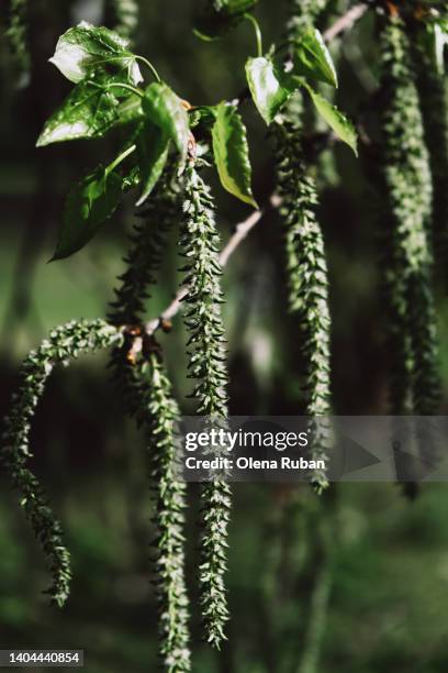 aspen tree blooming twig with green leaves - aspen tree bildbanksfoton och bilder