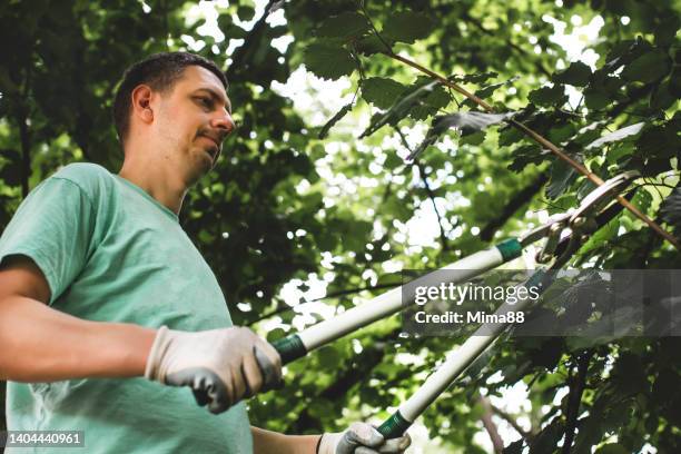 männlicher gärtner schneidet zweig manuell mit gartenschere - hecke schneiden stock-fotos und bilder