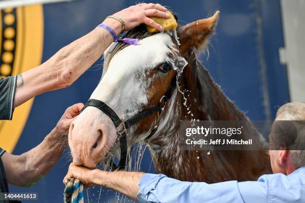 Clydesdale Horse is prepared ahead of the Royal Highland show at Ingliston showground on June 22, 2022 in Edinburgh, Scotland. The Royal Highland...