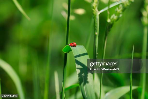 ladybugs mating on green leaf - accouplement animal photos et images de collection