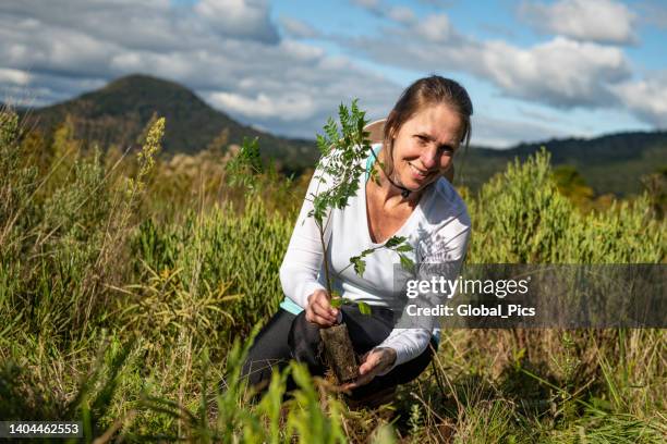 plant a tree - mata atlantica stock pictures, royalty-free photos & images