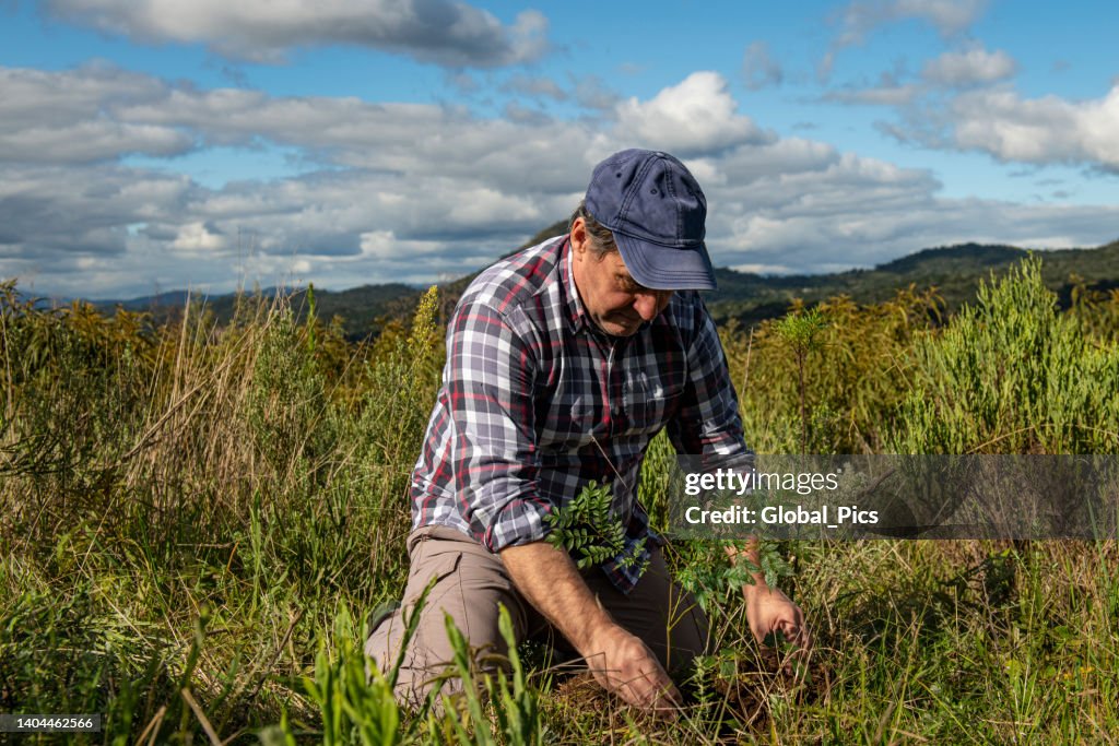 Plant a tree