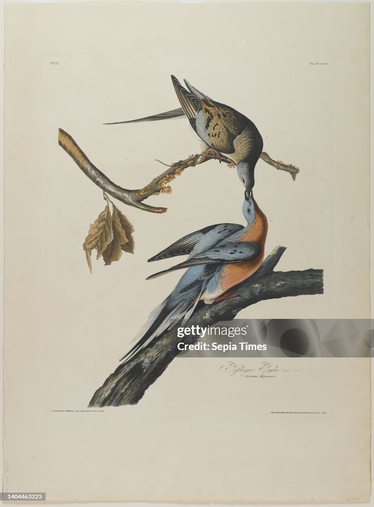 Passenger Pigeon