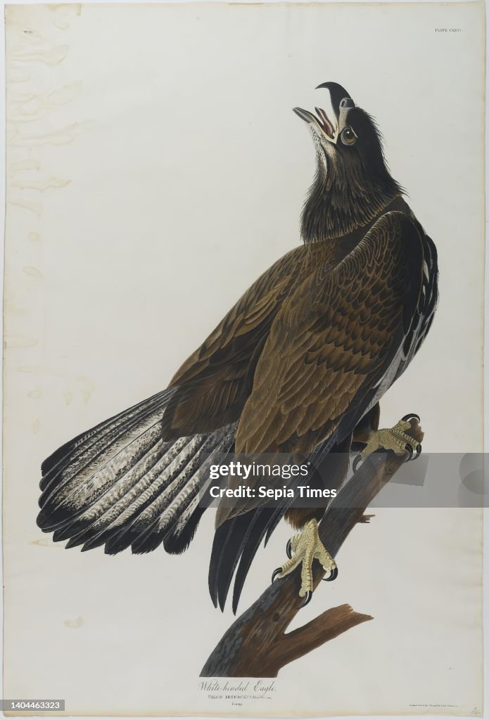 White - Headed Eagle