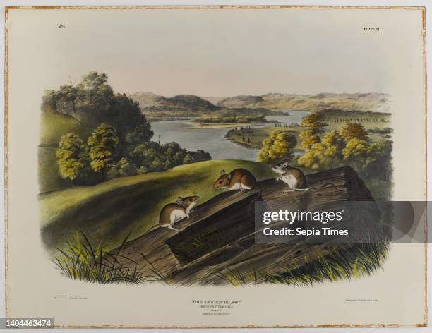 White-Footed Mouse, John James Audubon, American, born Haiti, 1785-1851, Lithograph, 21 x 27 in., 53.3 x 68.6 cm.