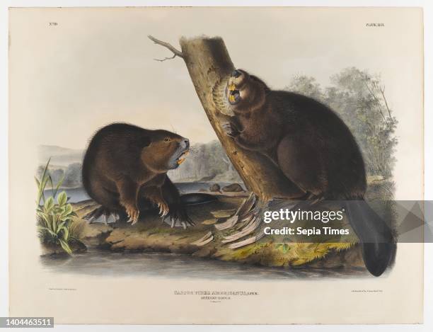 American Beaver, John James Audubon, American, born Haiti, 1785-1851, Lithograph 21 x 27 in., 53.3 x 68.6 cm.