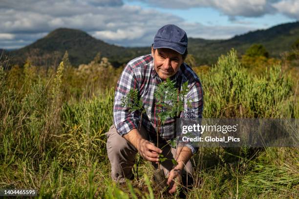 plant a tree - reforestation stock pictures, royalty-free photos & images