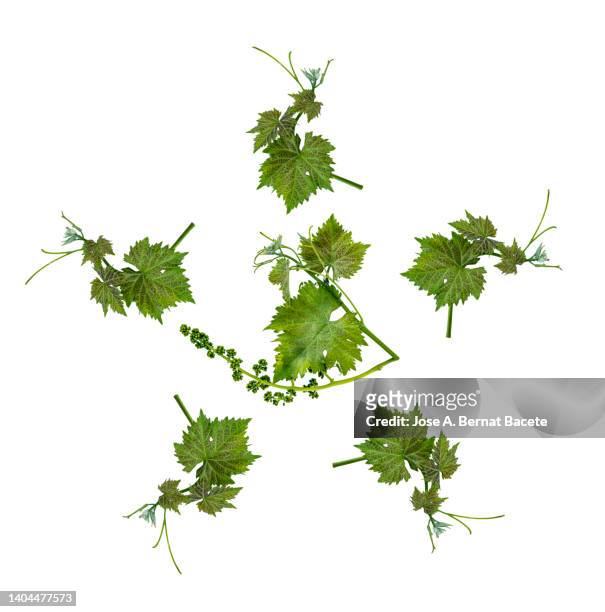close-up of grape leaf and bunch of grapes in spring on a white background. - vineyard leafs foto e immagini stock
