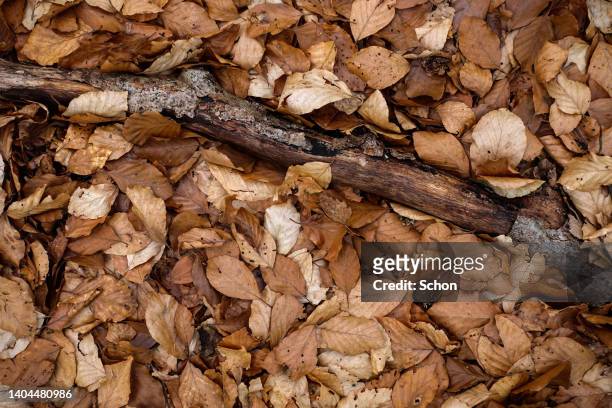 a branch and dry leaves on the ground - branch plant part stockfoto's en -beelden