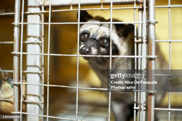 luwak (asian palm civet) in a cage, bali, indonesia - kopi luwak stock-fotos und bilder