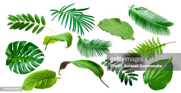 green leaves isolated on white background - jungle leaves stockfoto's en -beelden