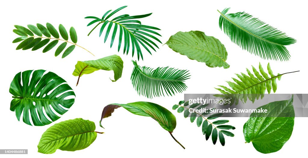 Green leaves isolated on white background