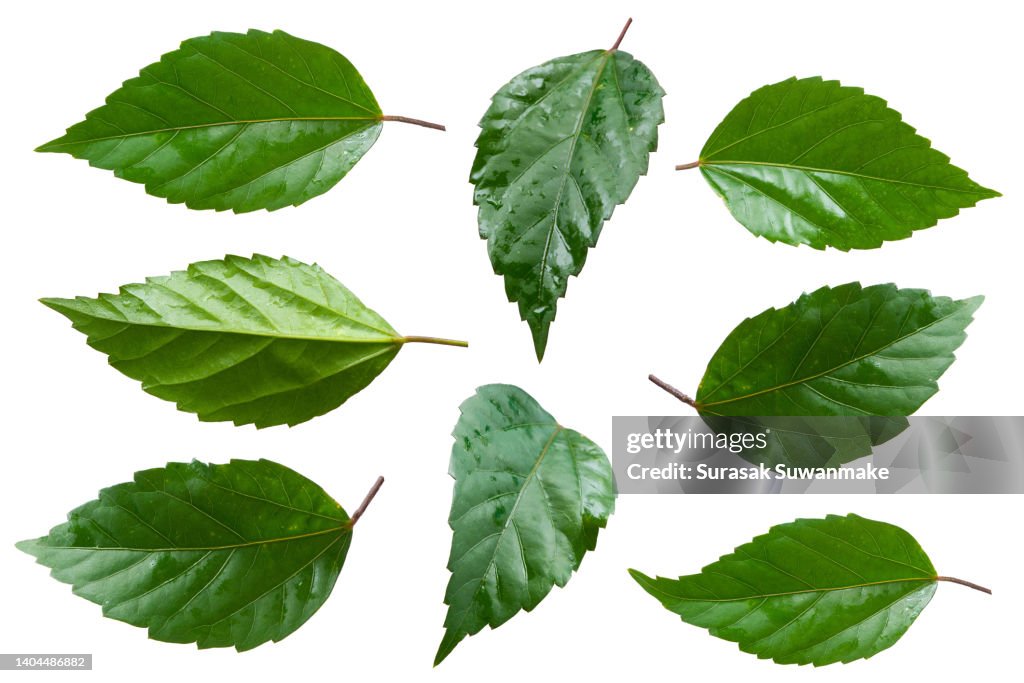 Hibiscus (Hibiscus) leaves isolated on white background, ready to use.
