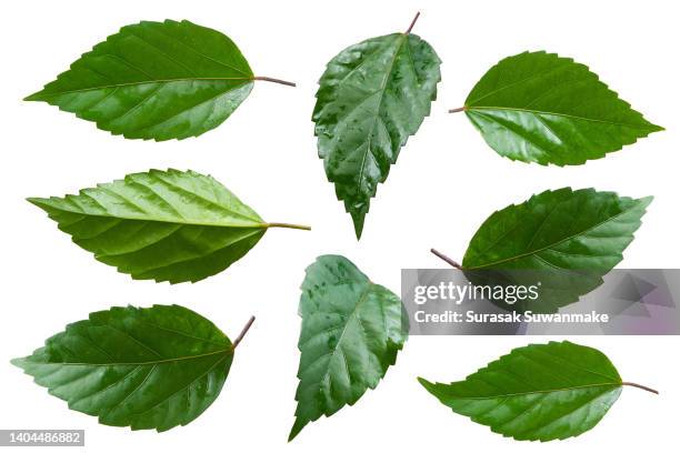 hibiscus (hibiscus) leaves isolated on white background, ready to use. - green which rose foto e immagini stock