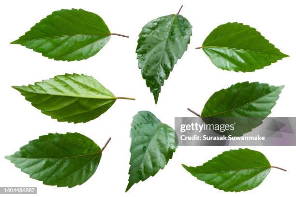 hibiscus (hibiscus) leaves isolated on white background, ready to use. - verde estágio de flora - fotografias e filmes do acervo