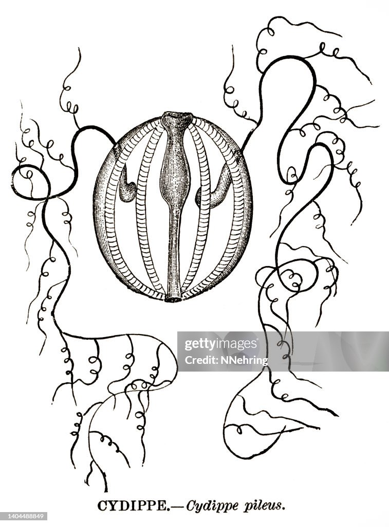 Woodcut of sea gooseberry, Pleurobrachia pileus