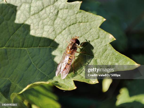Mnb Insect 1,330 Beogradska Stock Photos, High-Res Pictures, and Images - Getty Images