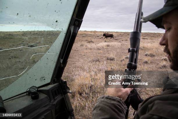Lars and Ellen Anderson, American Prairie Reserve staff, tranquilize a female bison to replace a broken location collar on October 16, 2018. Bison...