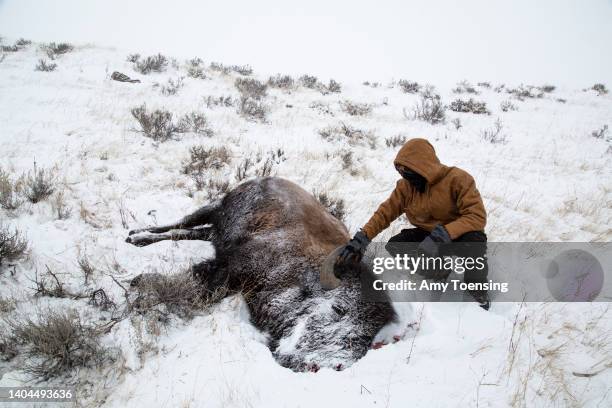The bull lays dead, shot by Atticus Bryan being dressed by Paul Collins on February 8, 2019. Each year APR determines a number of animals to cull to...